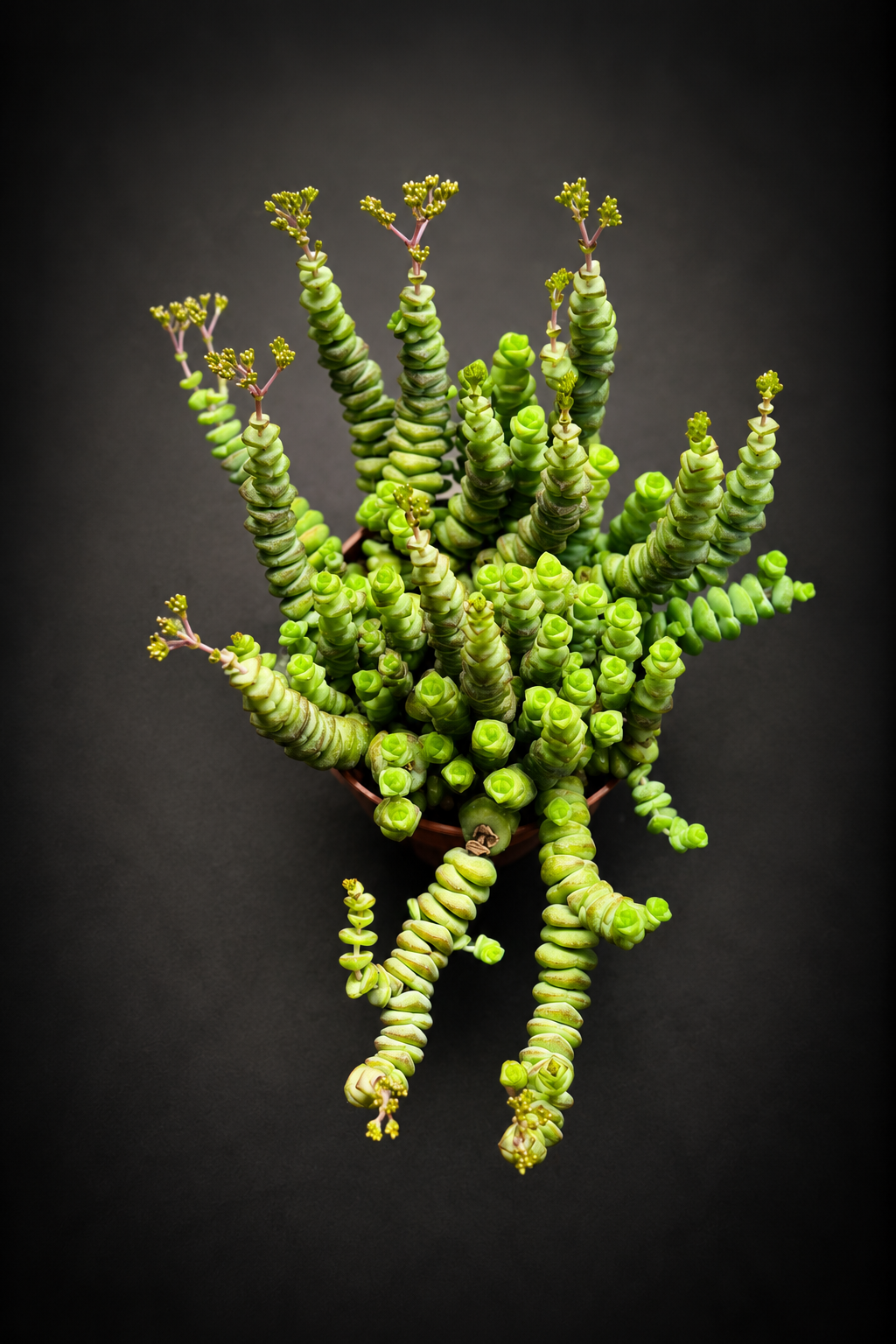Crassula Hottentot