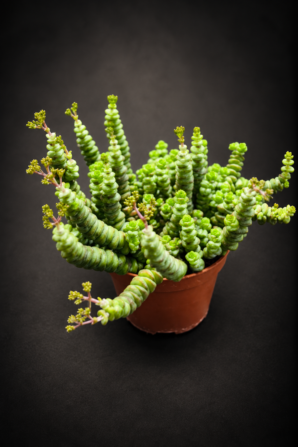 Crassula Hottentot