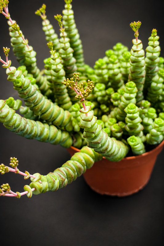 Crassula Hottentot