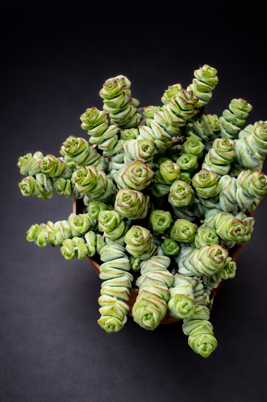 Crassula Hottentot