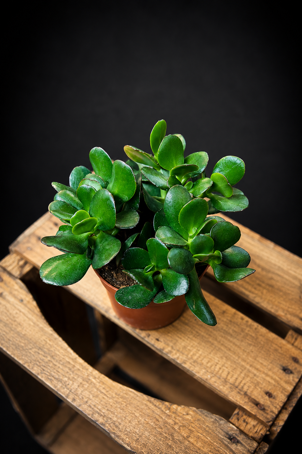 Crassula Ovata