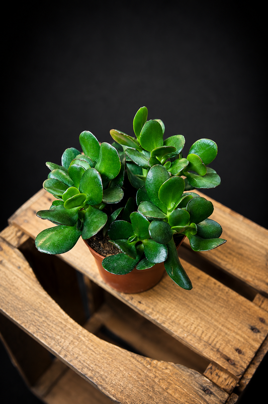Crassula Ovata