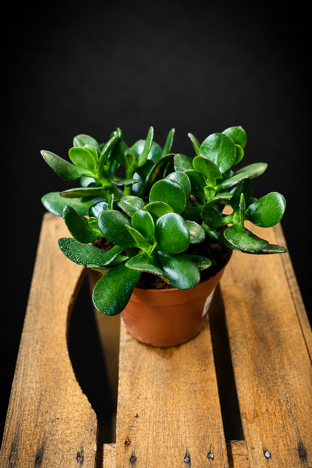 Crassula Ovata