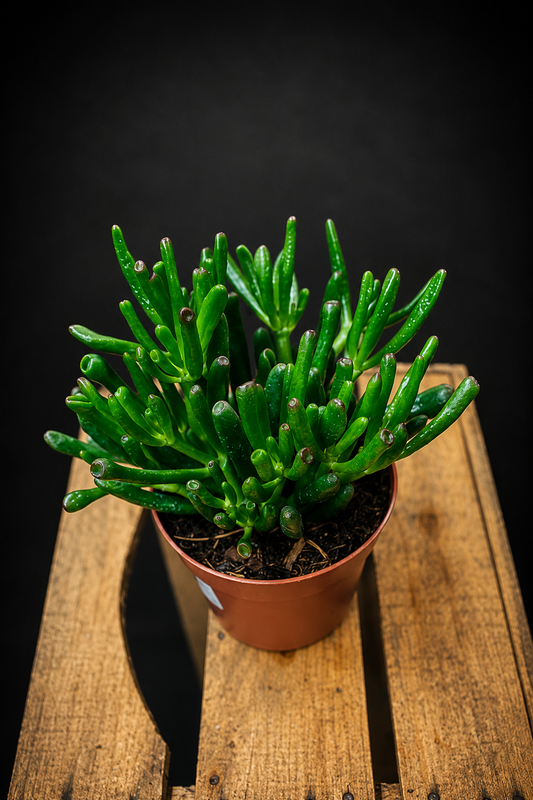 Crassula Ovata Gollum