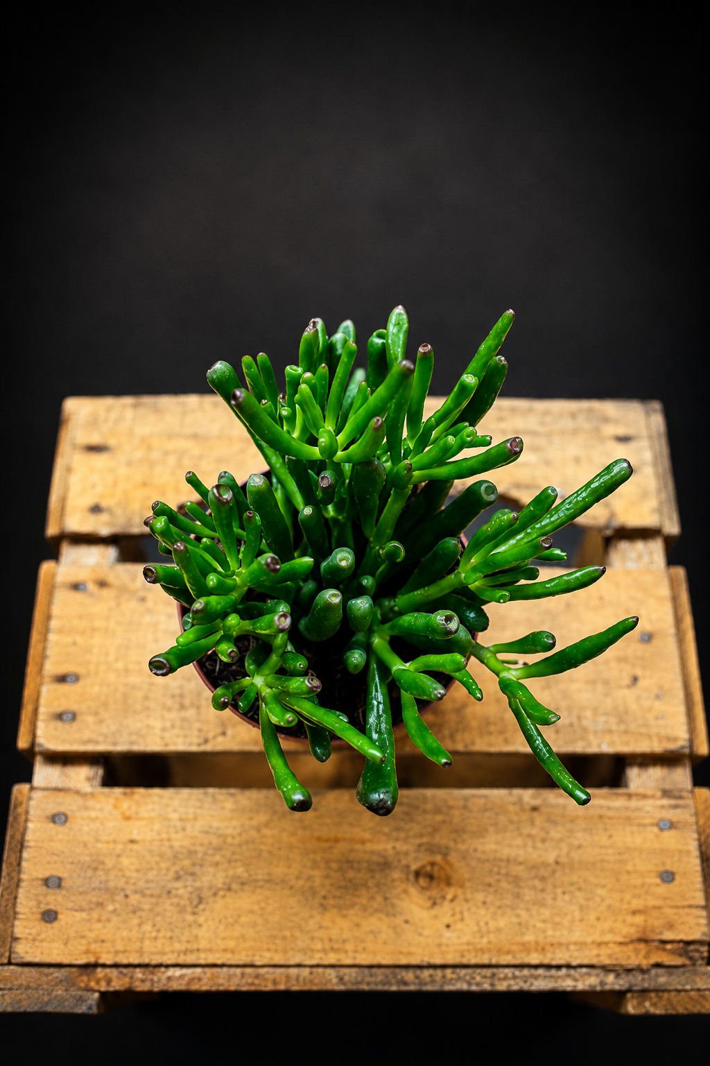 Crassula Ovata Gollum