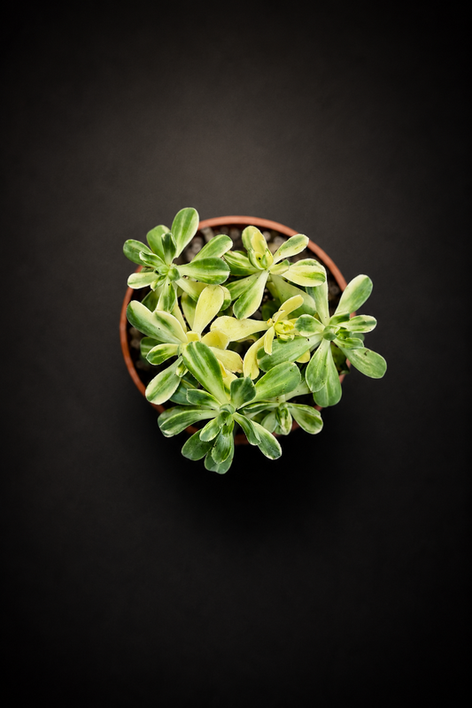 Crassula Variegata