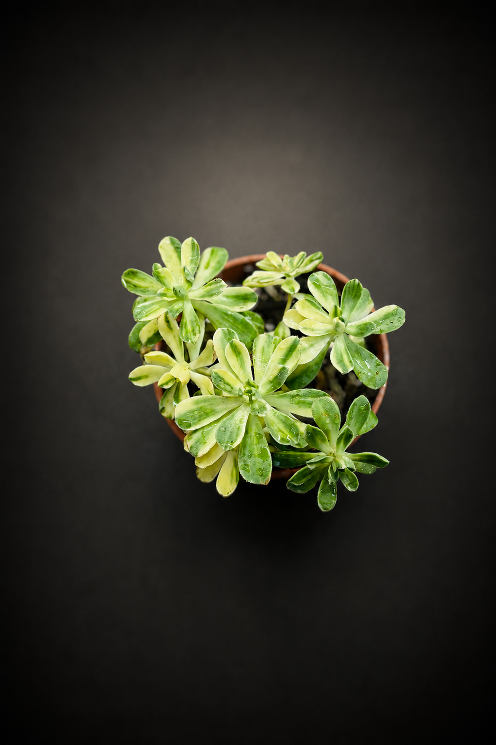 Crassula Variegata