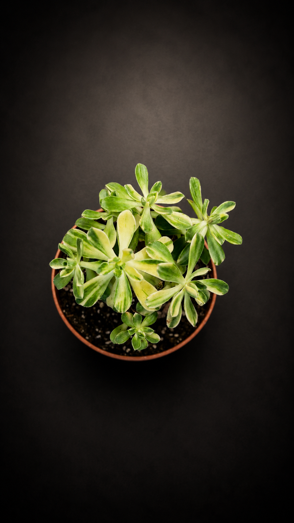 Crassula Variegata