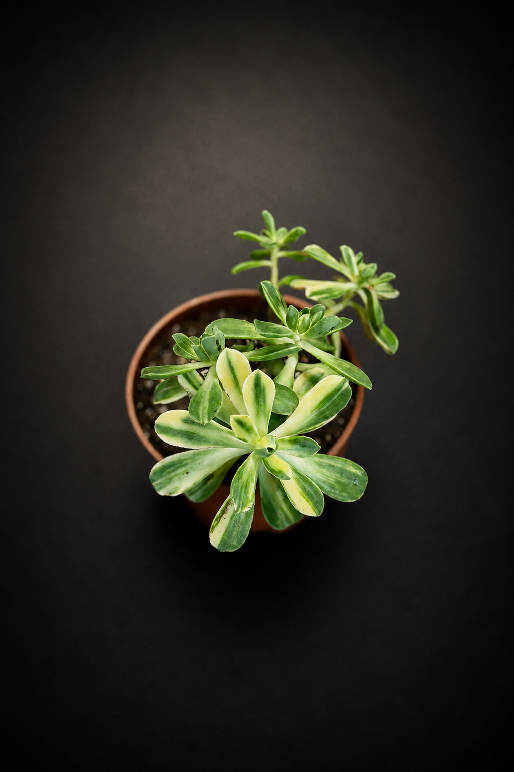 Crassula Variegata