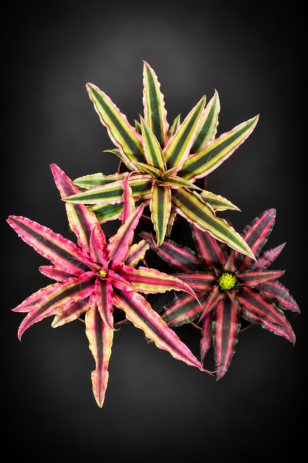 Cryptanthus Rubin Star