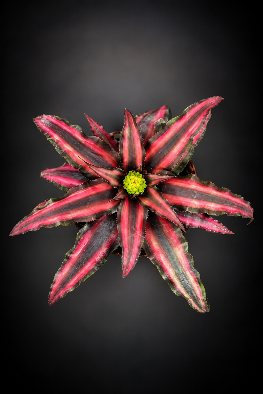 Cryptanthus Rubin Star