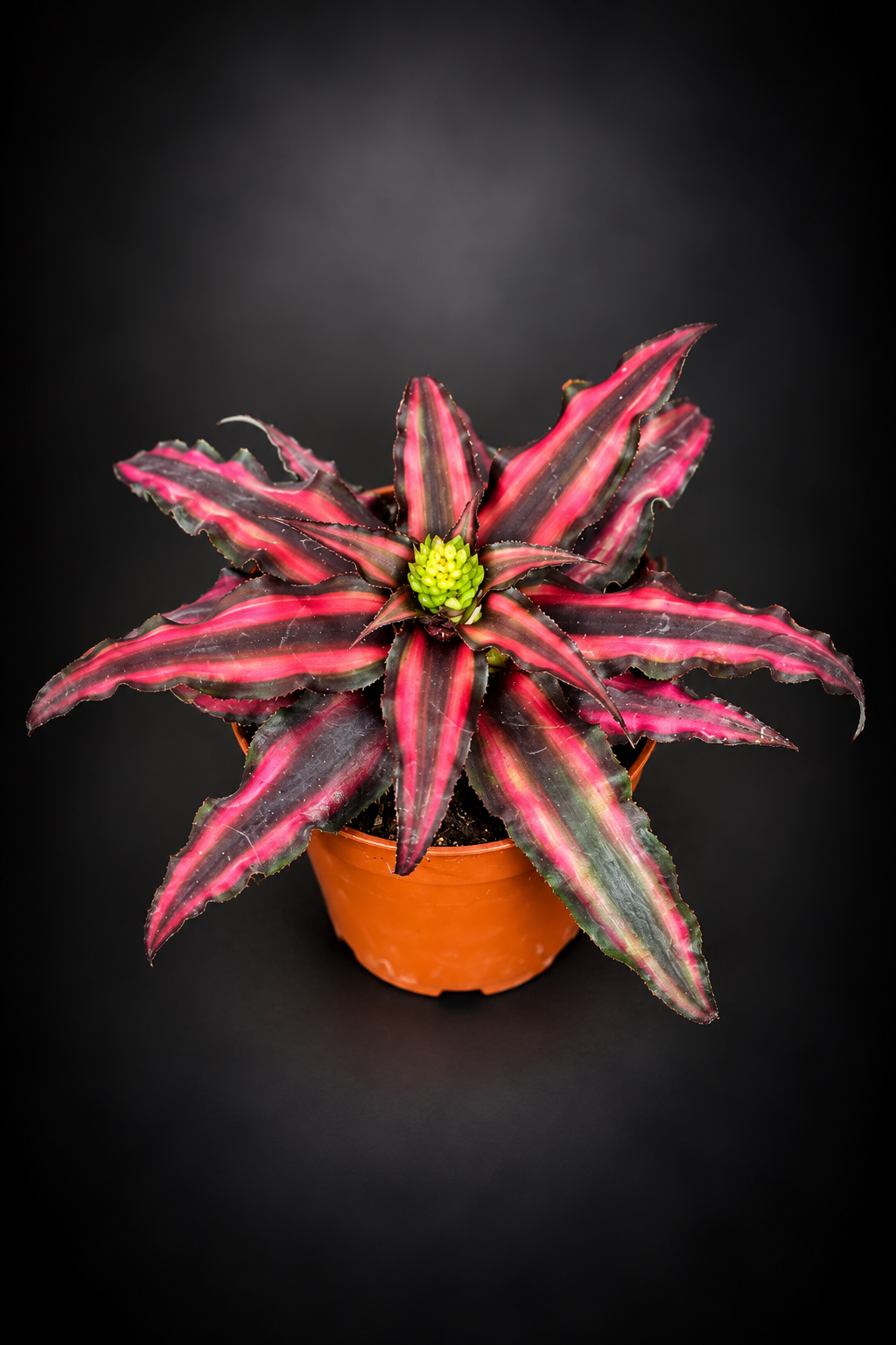 Cryptanthus Rubin Star