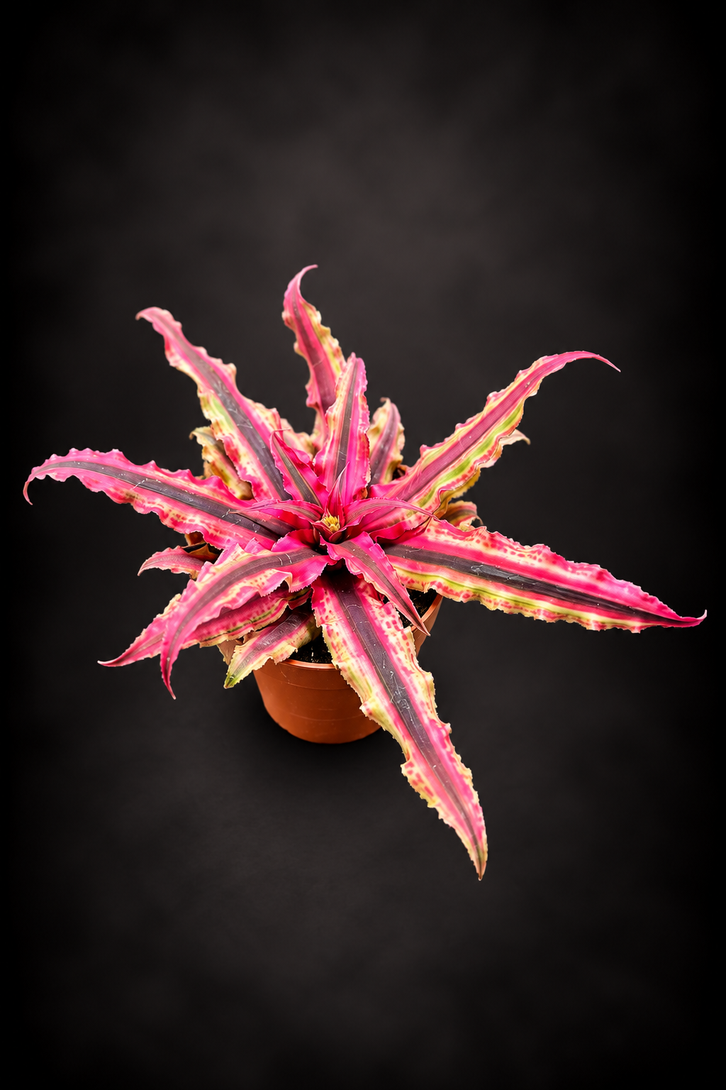 Cryptanthus Rubin Star