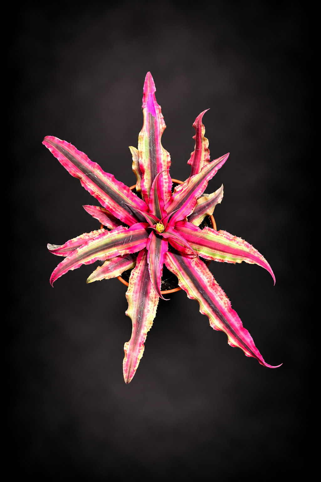 Cryptanthus Rubin Star
