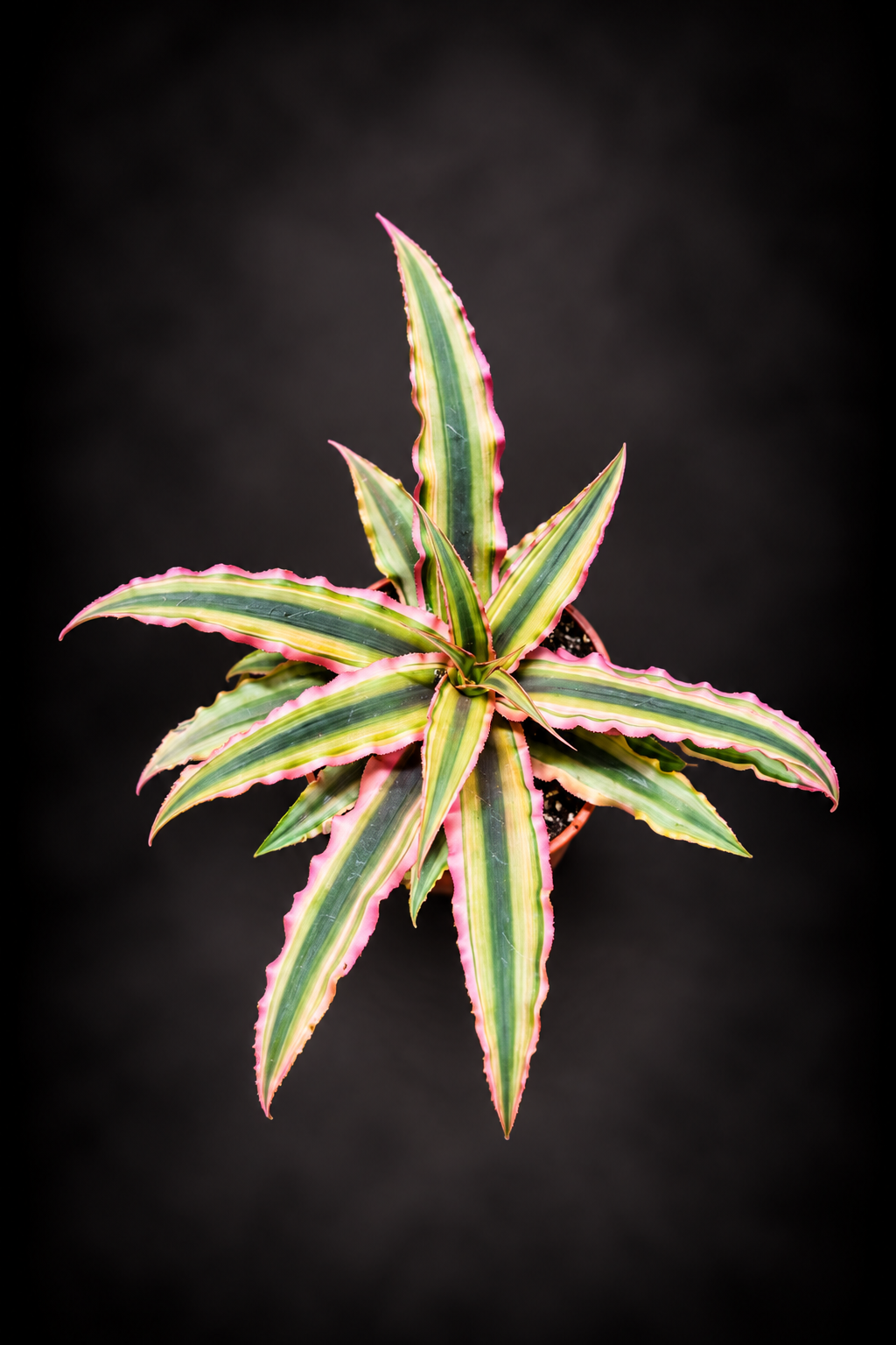 Cryptanthus Rubin Star