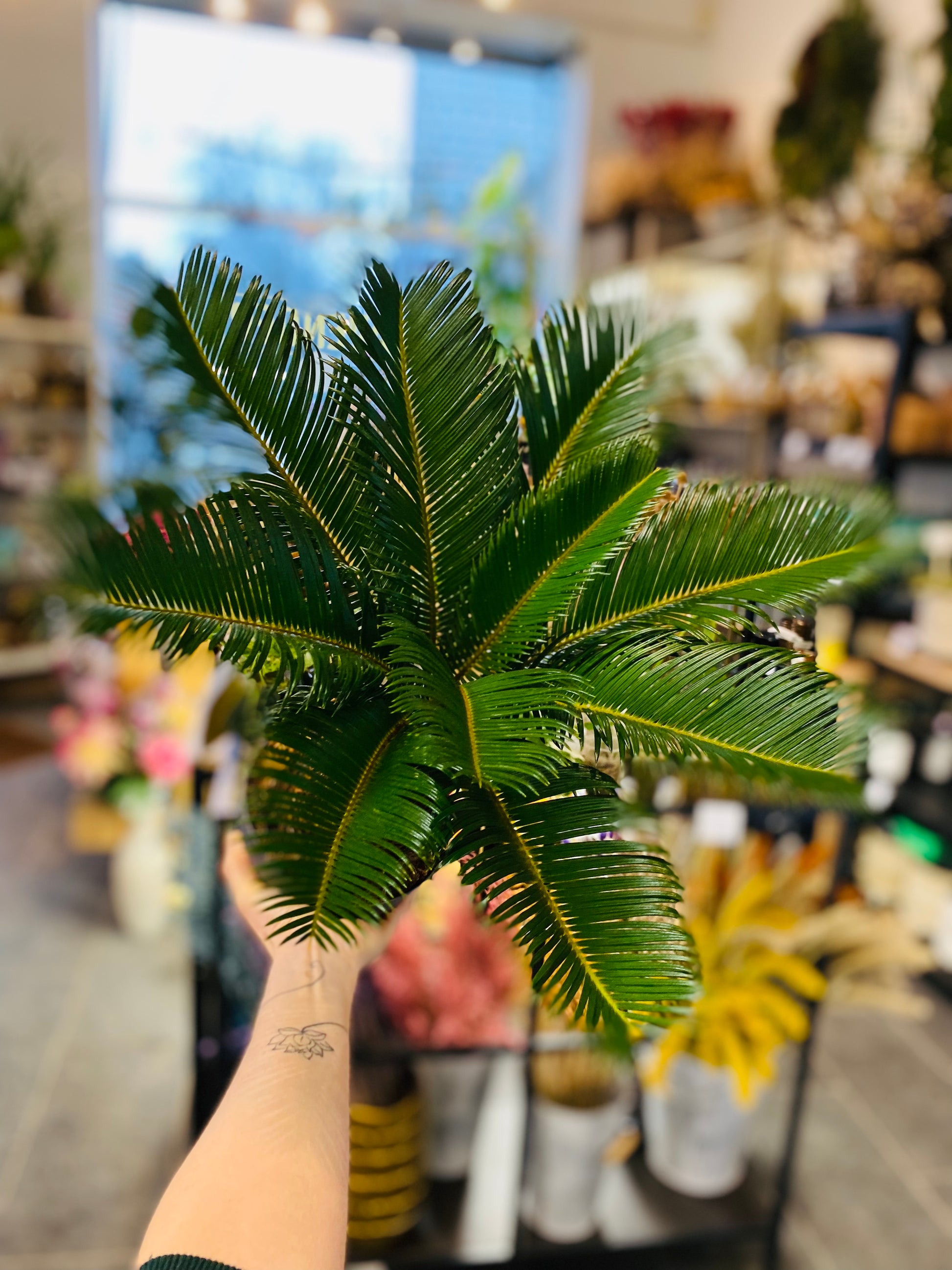 Cycas Revoluta - Perfekt Innendørs Sago Palm