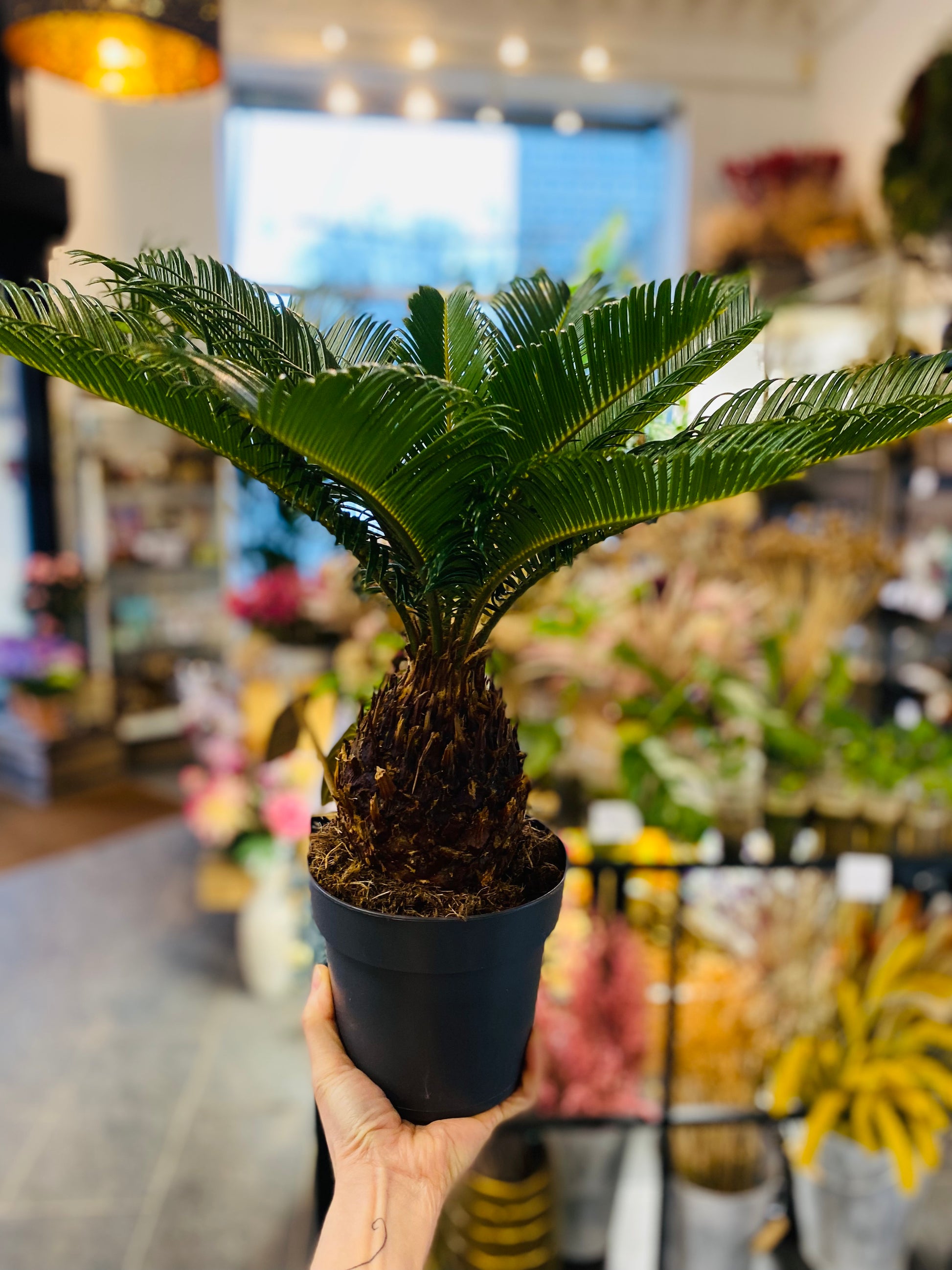 Cycas Revoluta - Perfekt Innendørs Sago Palm