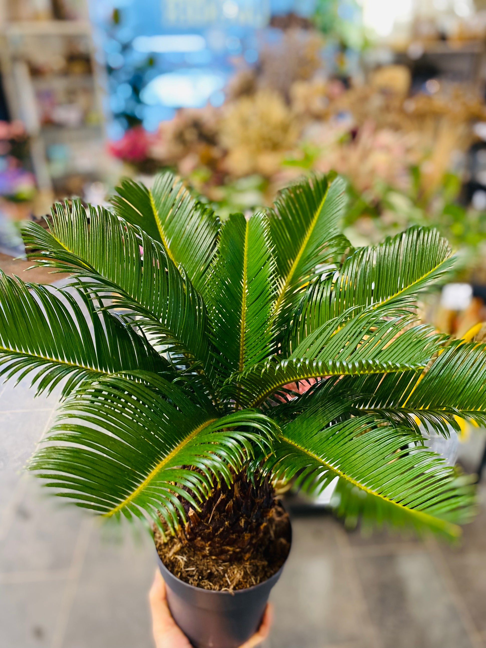 Cycas Revoluta - Perfekt Innendørs Sago Palm