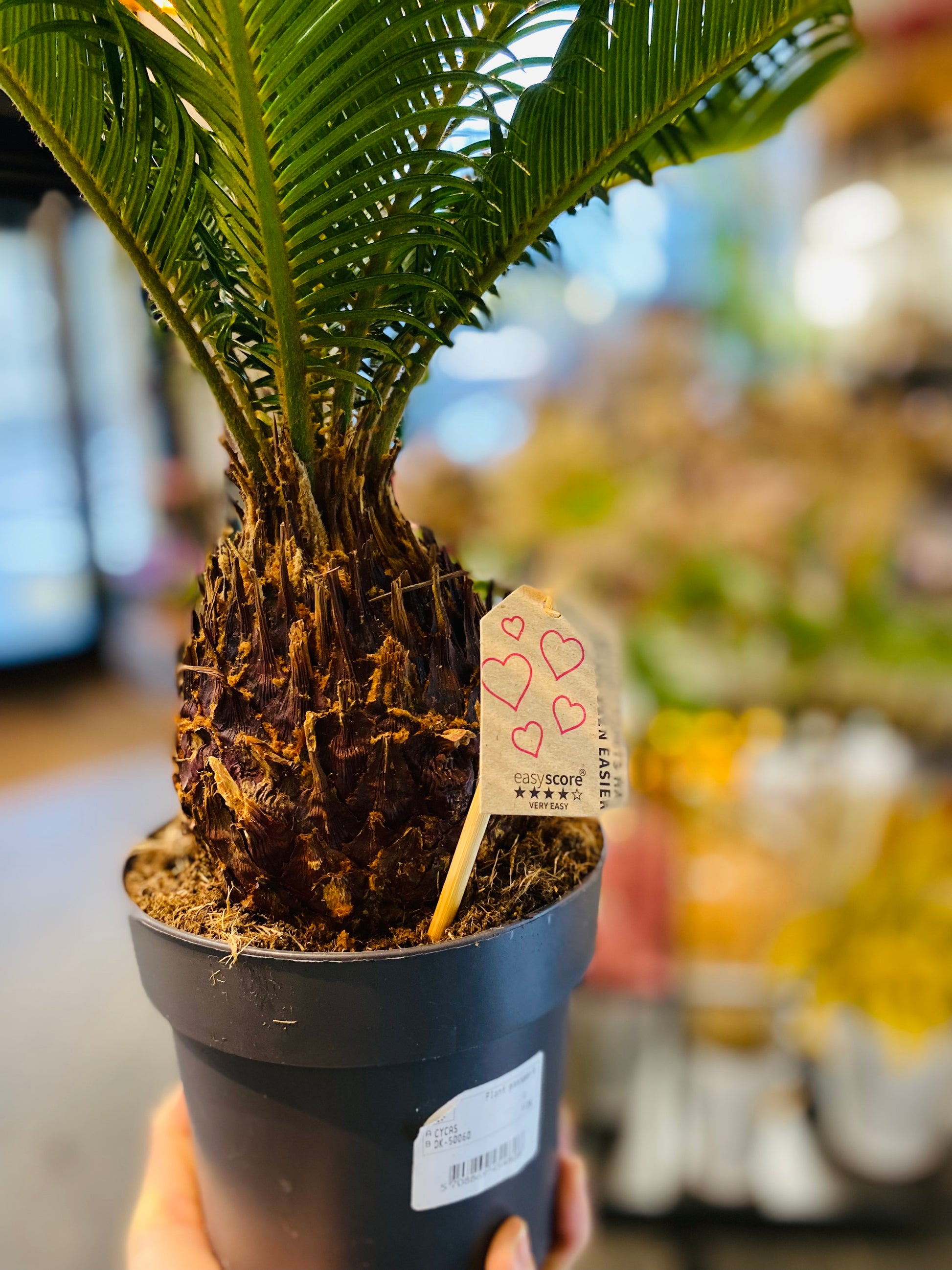 Cycas Revoluta - Perfekt Innendørs Sago Palm