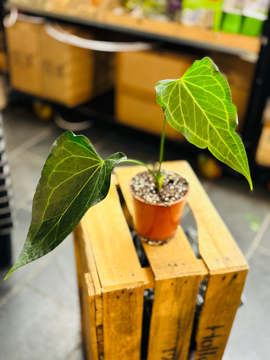 Anthurium Delta Force