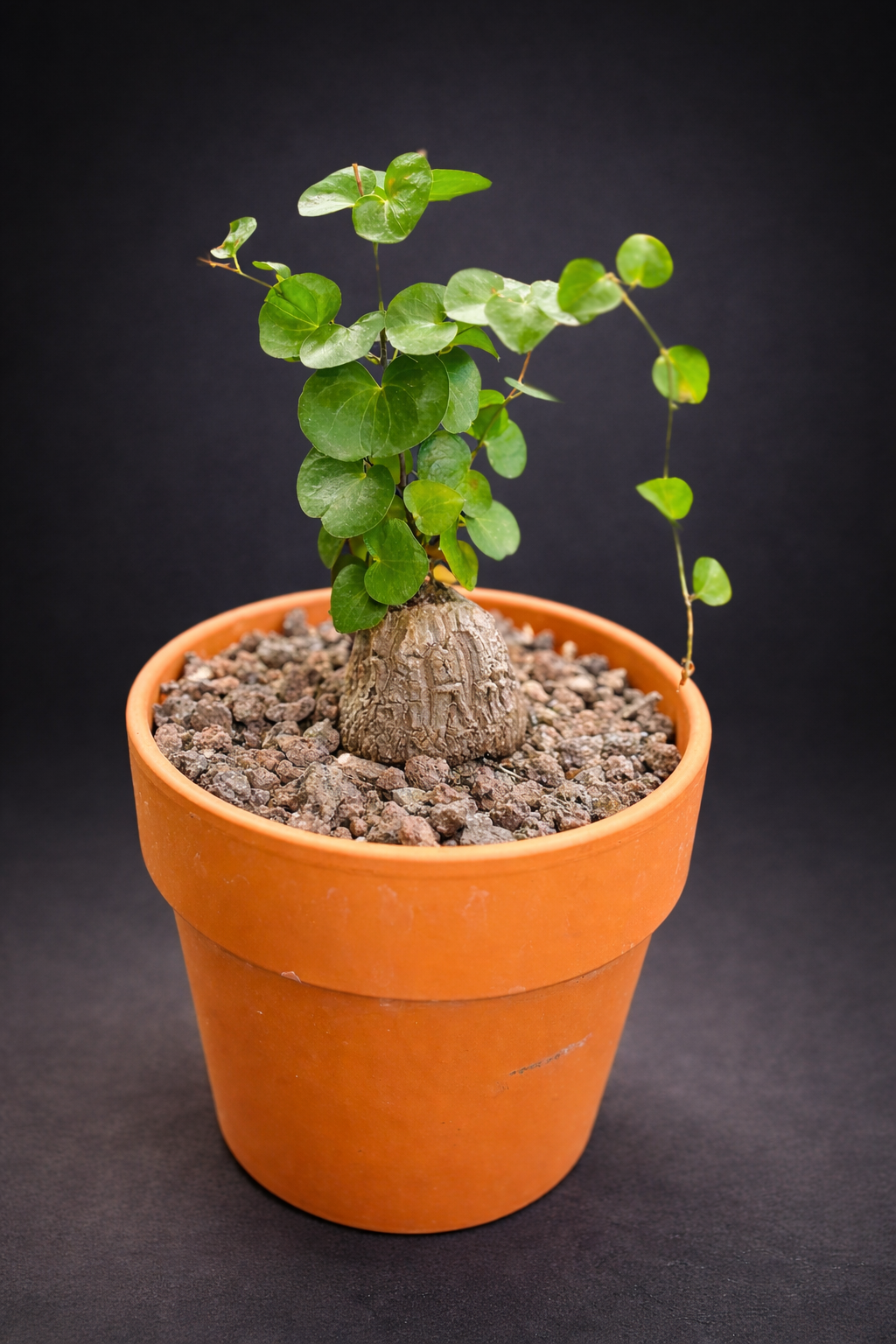 Dioscorea Elephantipes - 6