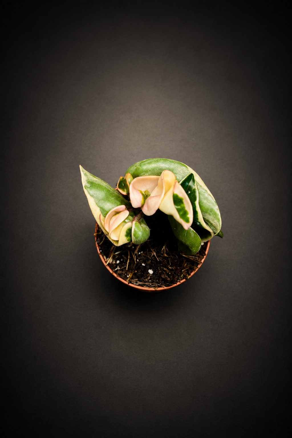 Hoya Carnosa Compacta Variegata