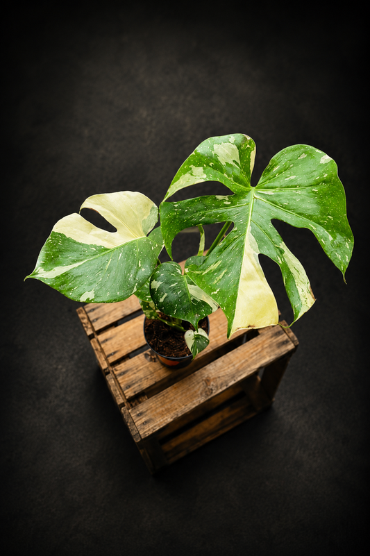 Monstera Thai Constellation - 6