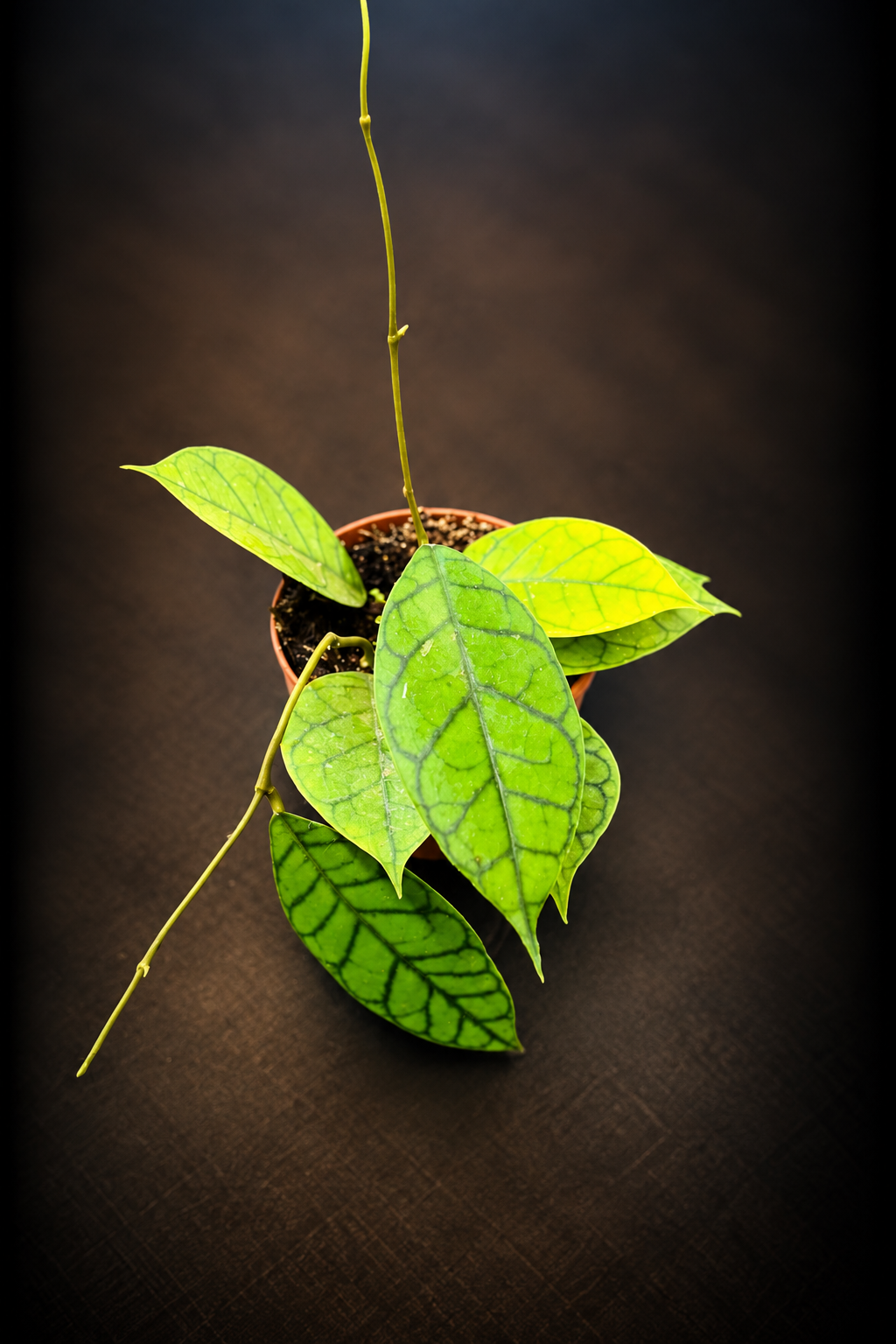 Hoya Callistophylla Kal 16