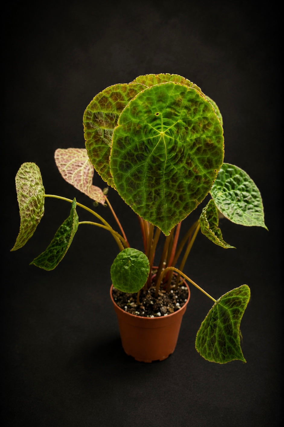 Begonia Phutoensis