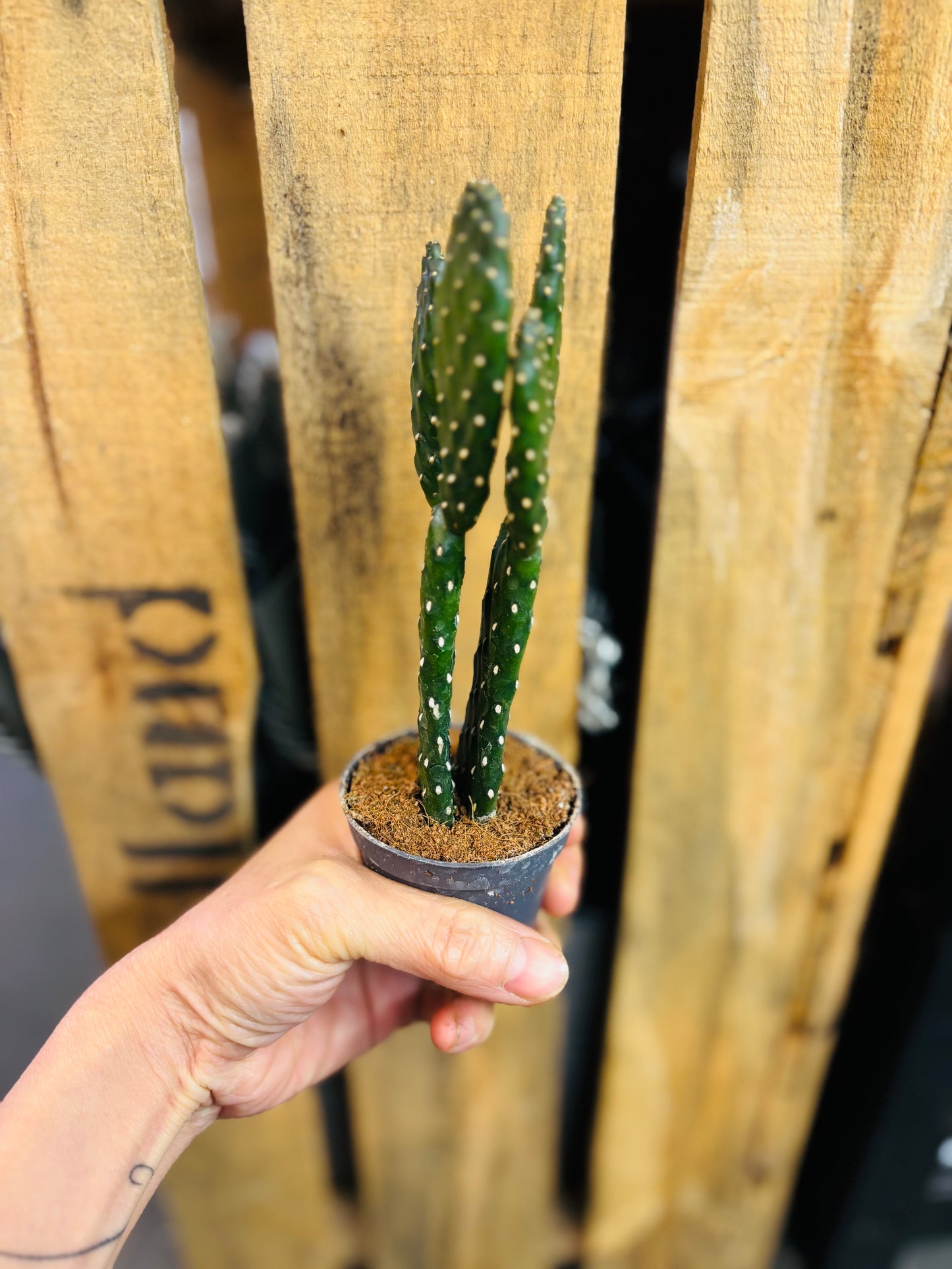 Opuntia Rubescens