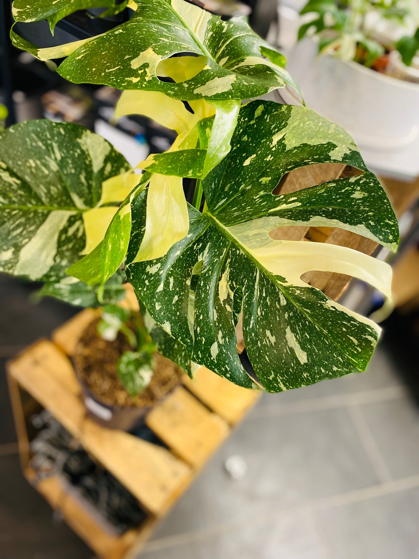 Monstera Thai Constellation - 50 cm høy - 4