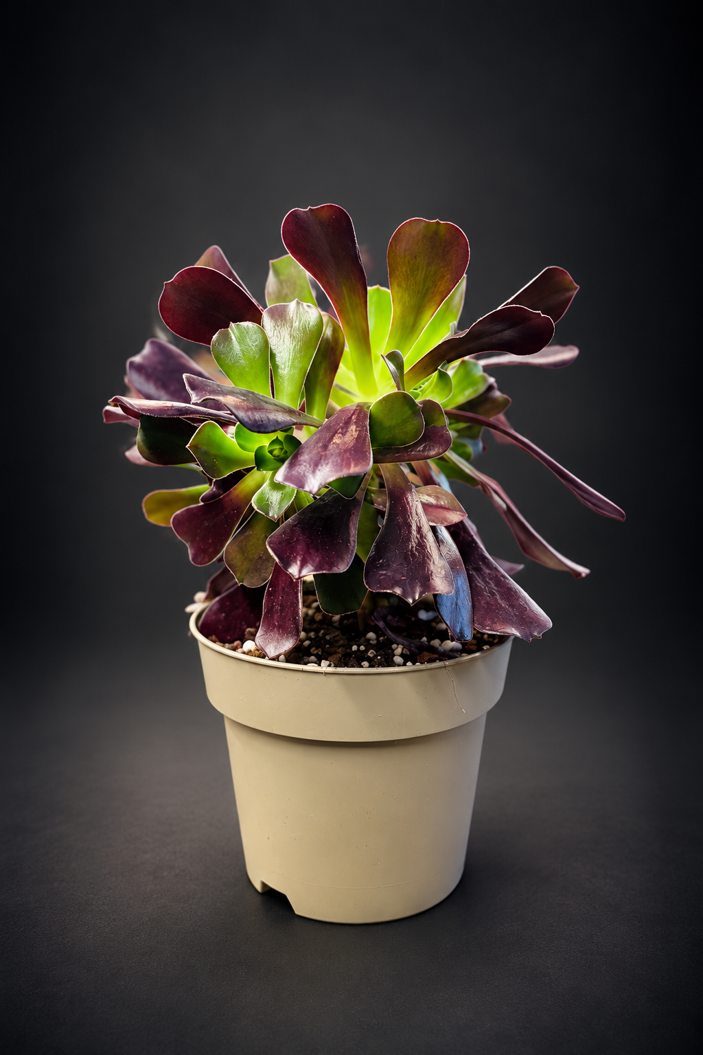 Aeonium Arboreum Velour