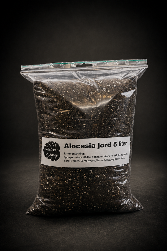 Alocasia jord