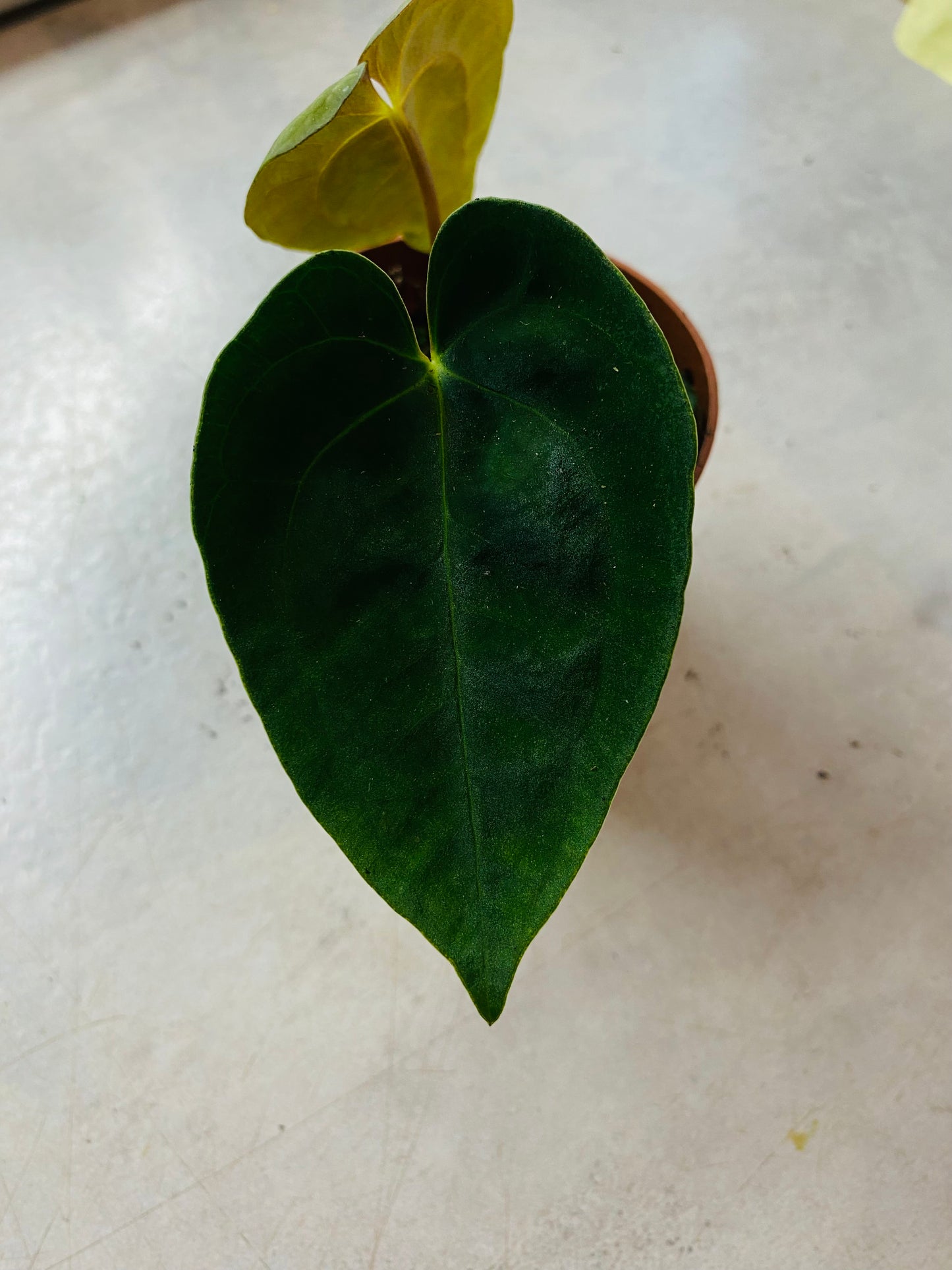 Anthurium Papillilaminum
