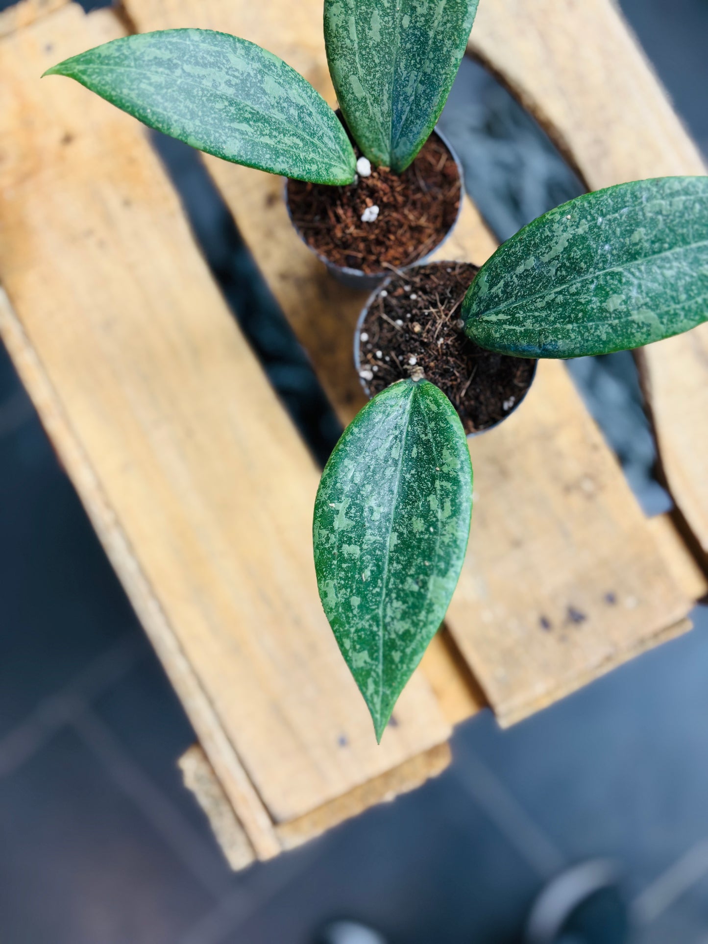 Hoya Wibergiae - 5 cm potte