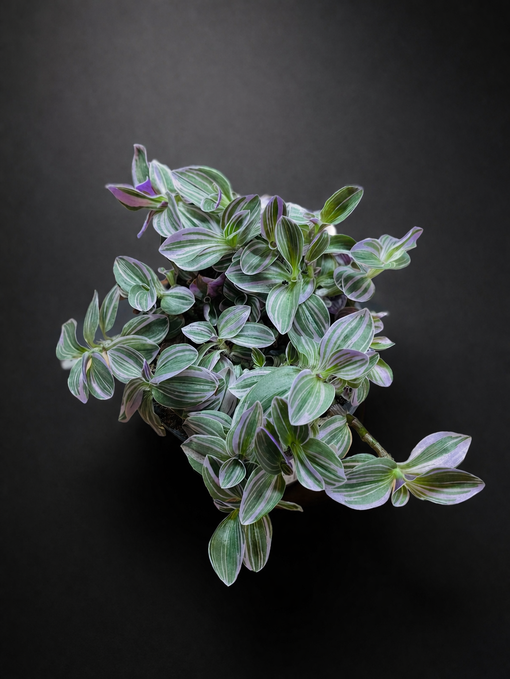 Tradescantia Sweetness