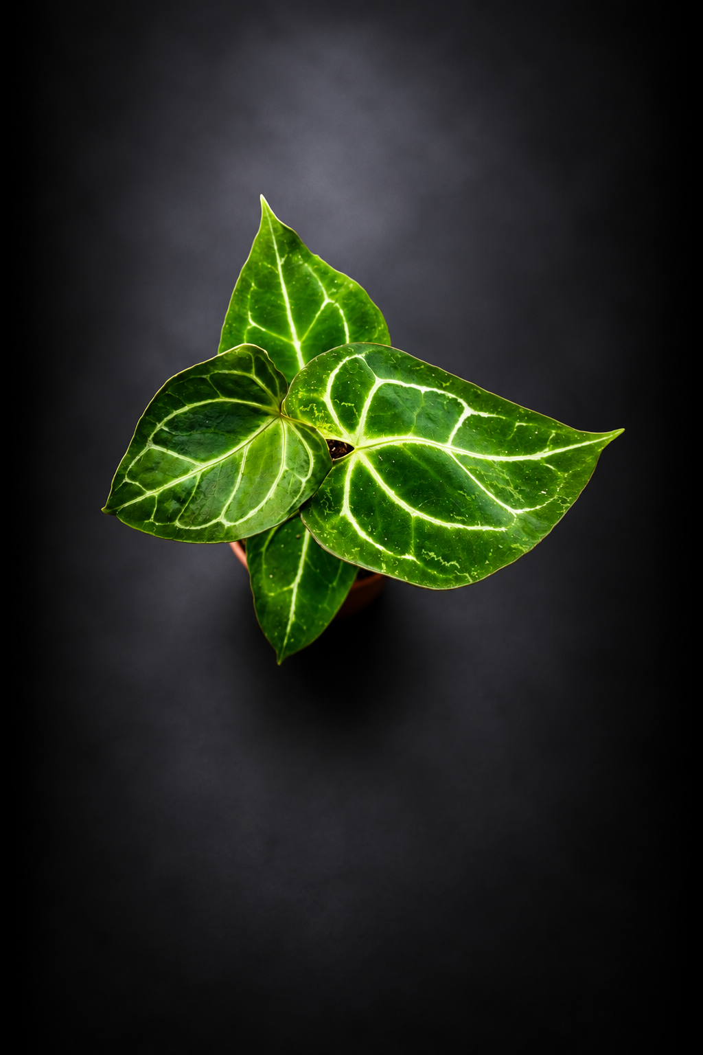 Anthurium Crystallinum