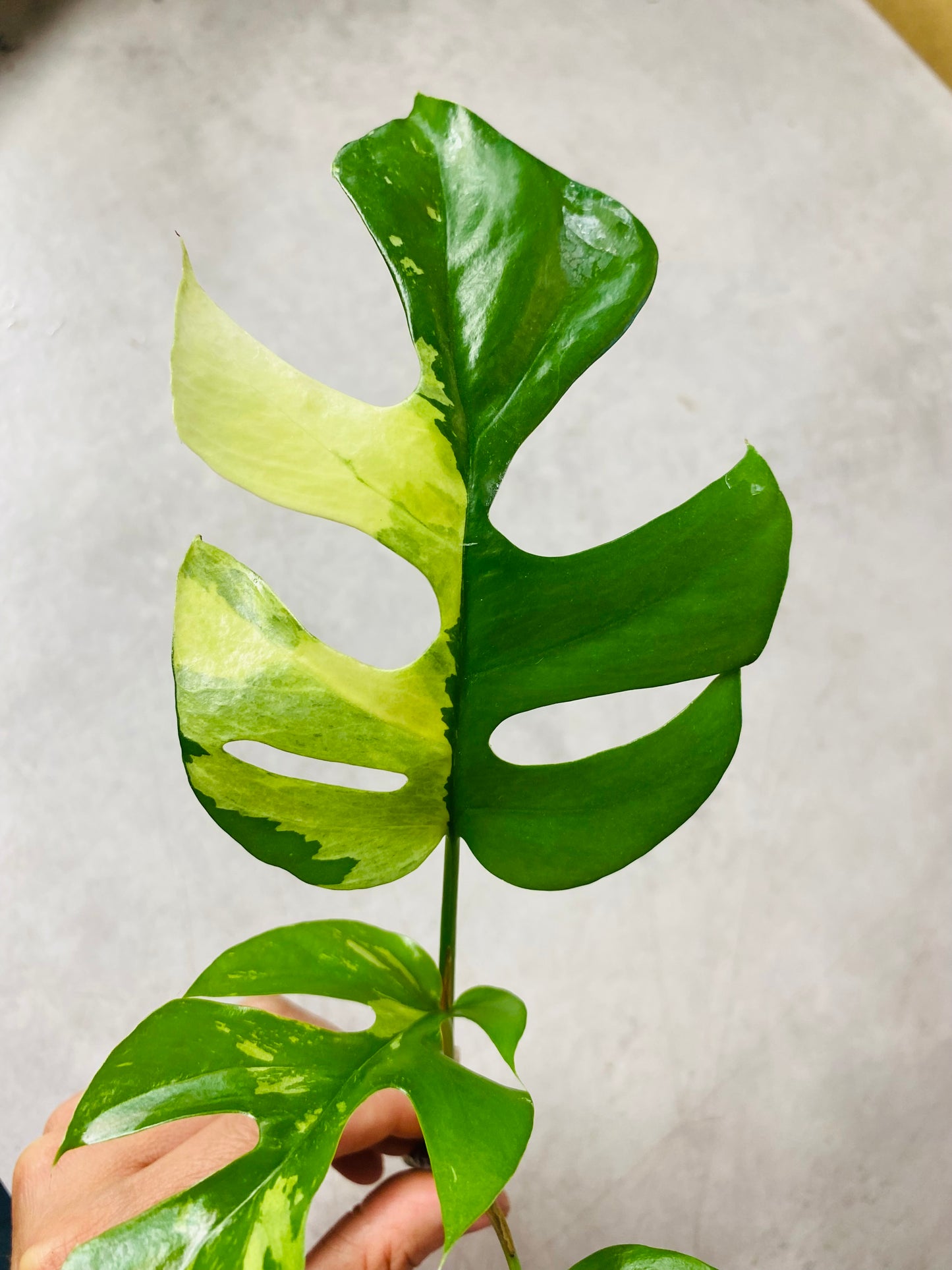 Rhaphidophora Tetrasperma Variegata - Stikling