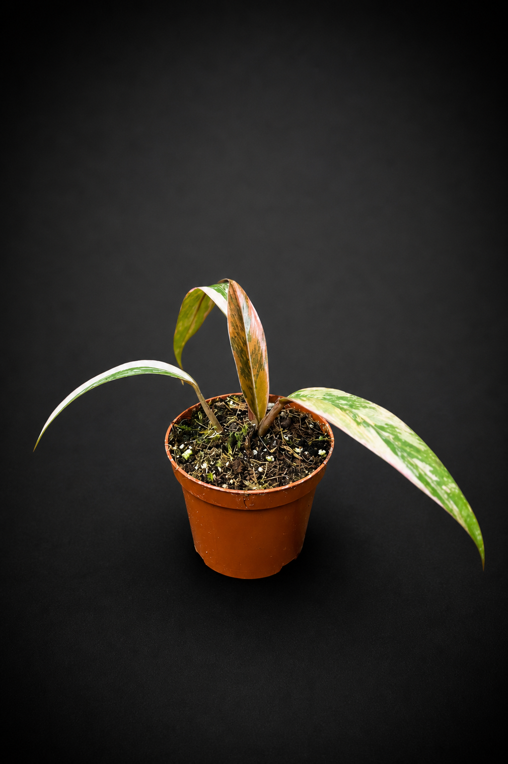Philodendron Caramel Marble - 2