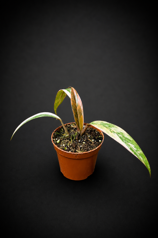 Philodendron Caramel Marble - 2