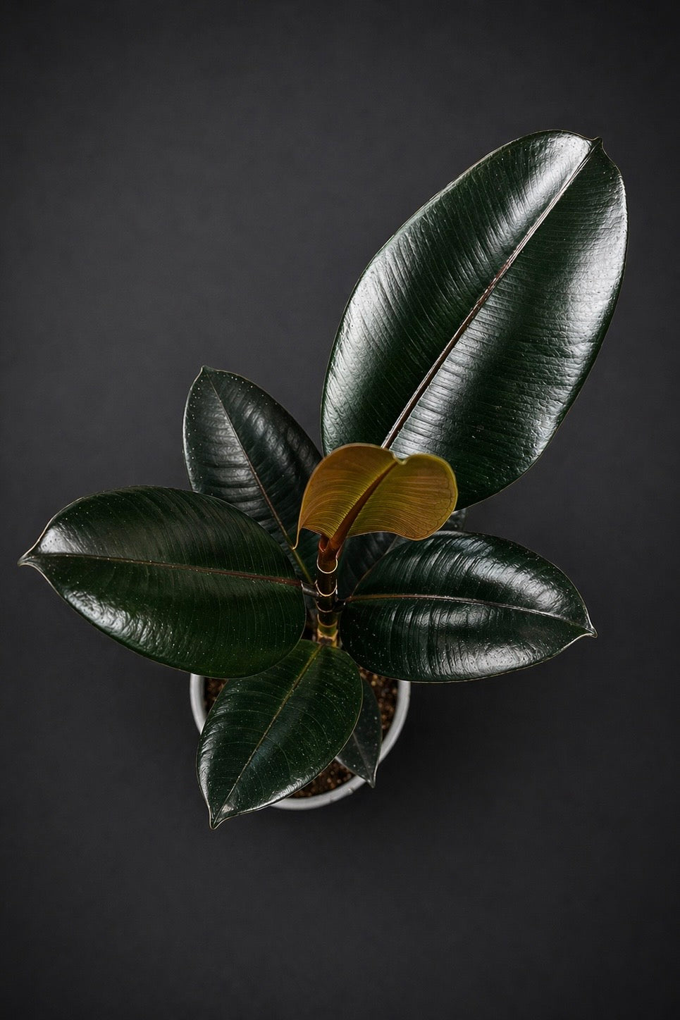 Ficus Elastica Abidjan