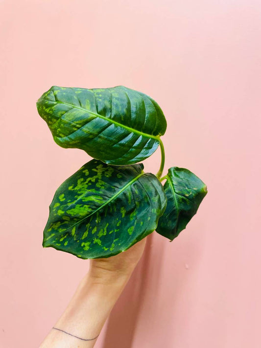 Dieffenbachia Reflector - Stikling 