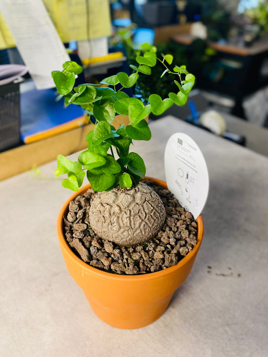 Dioscorea Elephantipes - 1