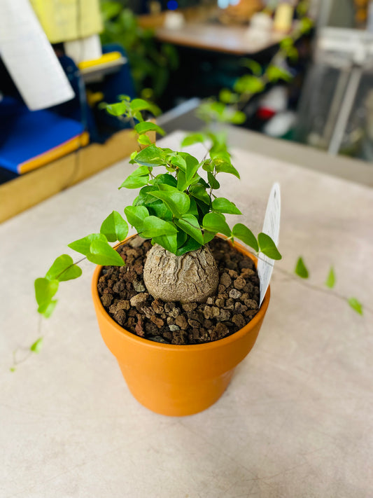 Dioscorea Elephantipes - 2
