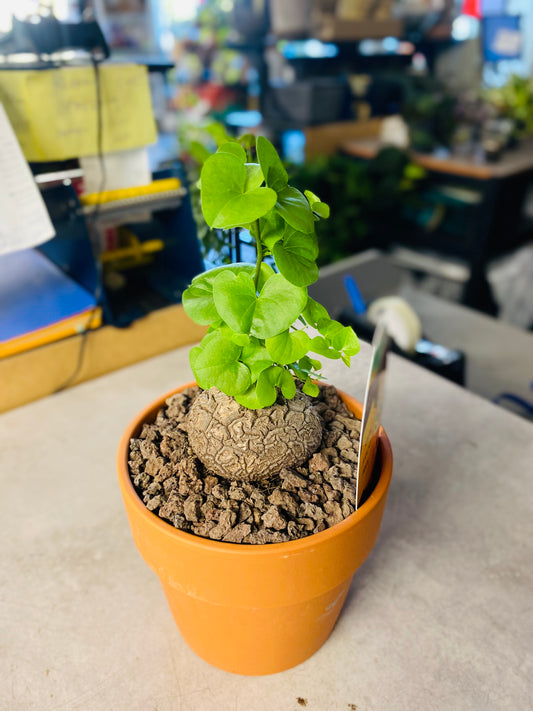 Dioscorea Elephantipes - 3