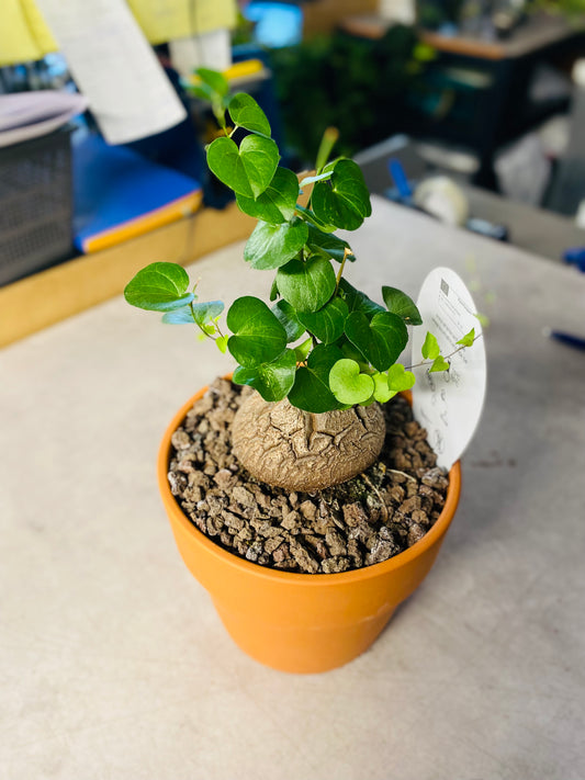 Dioscorea Elephantipes - 4