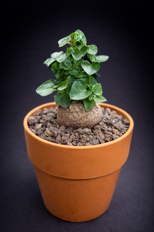 Dioscorea Elephantipes - 5