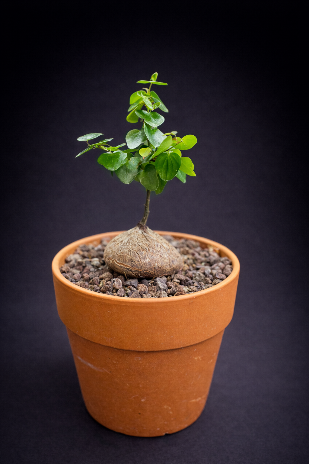 Dioscorea Elephantipes - 7