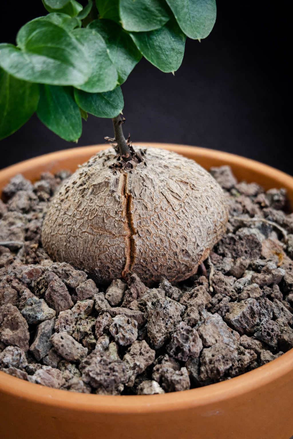 Dioscorea Elephantipes - 7