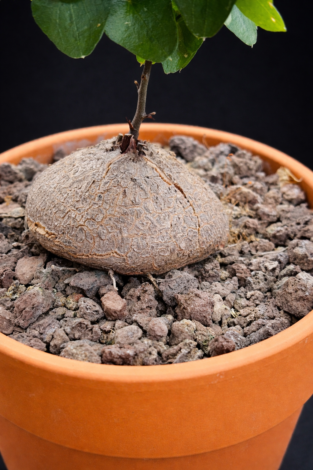 Dioscorea Elephantipes - 7